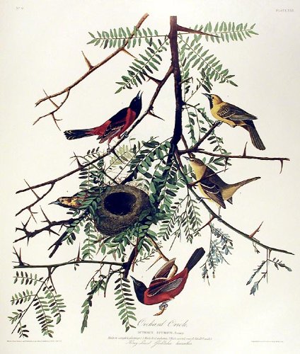 Orchard Oriole. From"The Birds of America" (Amsterdam Edition)