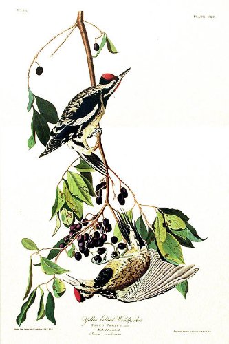 Yellow-bellied Woodpecker. From"The Birds of America" (Amsterdam Edition)