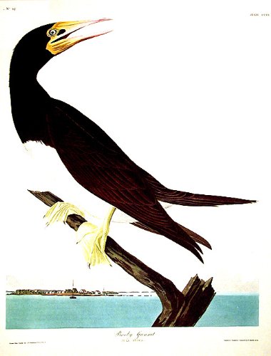 Booby Gannet. From"The Birds of America" (Amsterdam Edition)