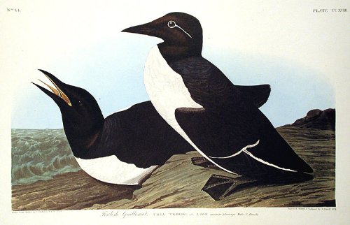 Foolish Guillemot. From"The Birds of America" (Amsterdam Edition)