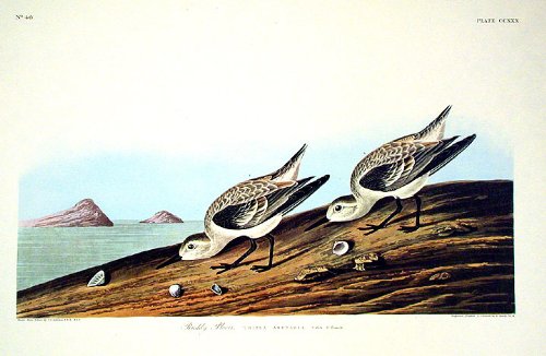 Ruddy Plover. From"The Birds of America" (Amsterdam Edition)