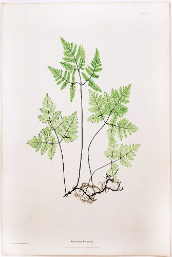 Polypodium Dryopteris [Smooth Three-Branched Polypody, or Oak Fern]