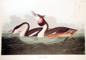 crested grebe. from”the birds of america” (amsterdam edition)