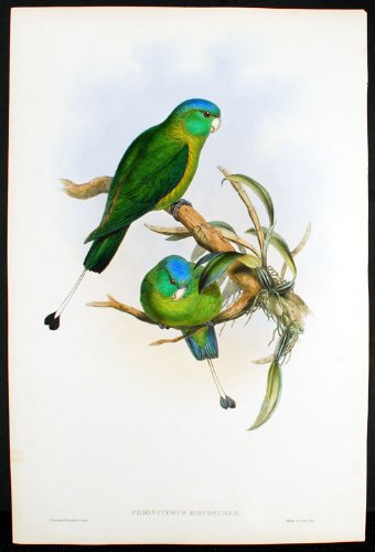 Blue-Headed Racket-Tailed Parrot] Prioniturus Discosurus