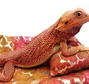 Chaise Lounge for Bearded Dragons, Tie Dye Golden Splash Fabric