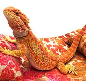 Chaise Lounge for Bearded Dragons, Tie Dye Golden Splash Fabric