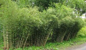 50 rare umbrealla bamboo seeds privacy plant garden clumping exotic shade screen