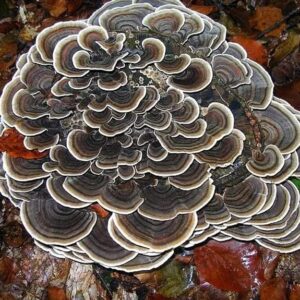 5 Pack Wood Loving Mushroom Liquid Cultures