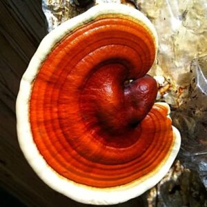 5 Pack Wood Loving Mushroom Liquid Cultures