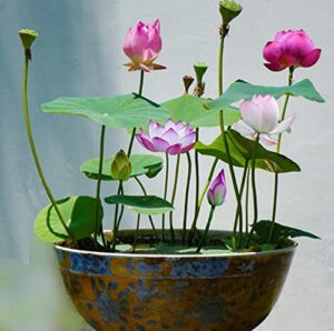bonsai bowl lotus seeds, water lily flower plant seeds(10 seeds)