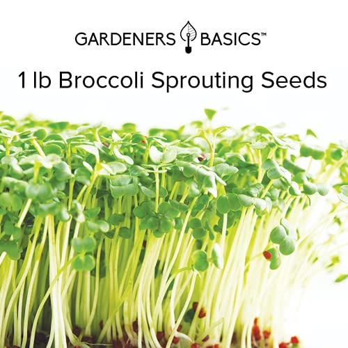 Broccoli Seeds for Sprouting Kit and Microgreens Non-GMO, Heirloom Bulk 1 Pound Resealable Sprouts Bag by Gardeners Basics