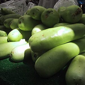 Gaea's Blessing Seeds - Bottle Gourd Seeds - Opo Squash - Non-GMO Seeds with Easy to Follow Planting Instructions - NAM Tao Yao Heirloom 94% Germination Rate