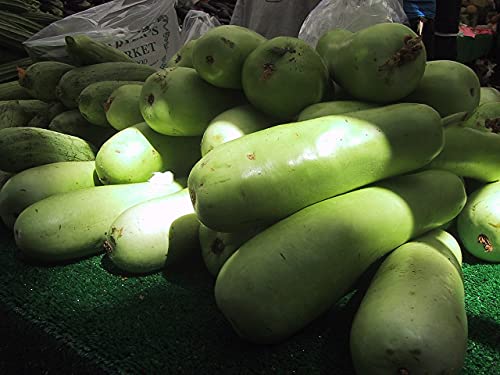 Gaea's Blessing Seeds - Bottle Gourd Seeds - Opo Squash - Non-GMO Seeds with Easy to Follow Planting Instructions - NAM Tao Yao Heirloom 94% Germination Rate