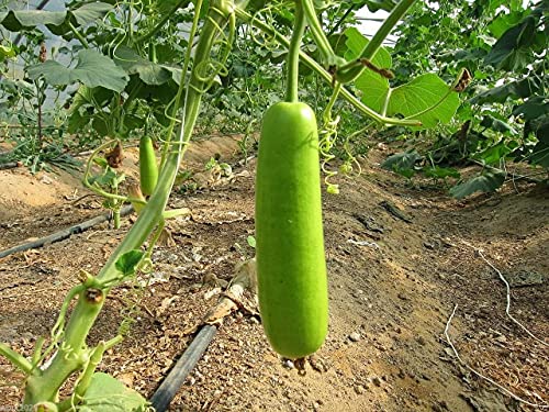 Gaea's Blessing Seeds - Bottle Gourd Seeds - Opo Squash - Non-GMO Seeds with Easy to Follow Planting Instructions - NAM Tao Yao Heirloom 94% Germination Rate