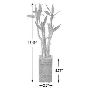 Arcadia Garden Products LV25 5-Stem Lucky Bamboo, Live Indoor Plant in Aged Wood Planter for Home, Work, or Gift, Dark ***Cannot Ship to Hawaii**