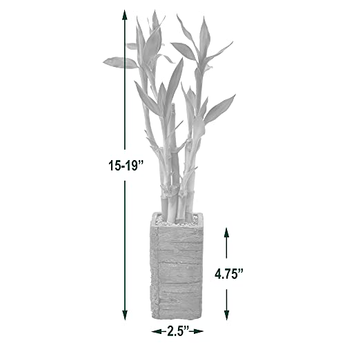 Arcadia Garden Products LV25 5-Stem Lucky Bamboo, Live Indoor Plant in Aged Wood Planter for Home, Work, or Gift, Dark ***Cannot Ship to Hawaii**