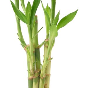 Arcadia Garden Products LV25 5-Stem Lucky Bamboo, Live Indoor Plant in Aged Wood Planter for Home, Work, or Gift, Dark ***Cannot Ship to Hawaii**