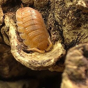Bugzy Bugs Porcellio Orange Scabers Live Isopods Roly Polys Cleanup Crew for Terrarium Reptile Food 12 Count