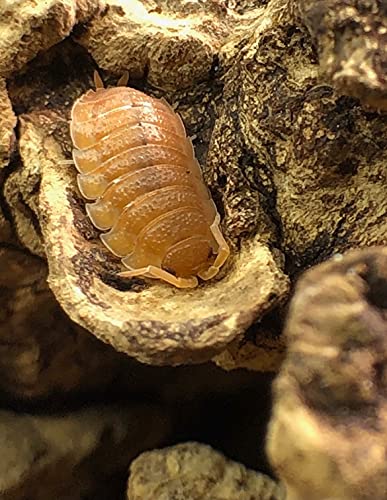 Bugzy Bugs Porcellio Orange Scabers Live Isopods Roly Polys Cleanup Crew for Terrarium Reptile Food 12 Count