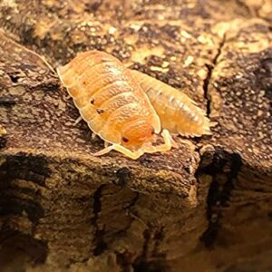 Bugzy Bugs Porcellio Orange Scabers Live Isopods Roly Polys Cleanup Crew for Terrarium Reptile Food 12 Count