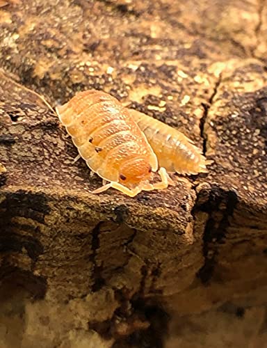 Bugzy Bugs Porcellio Orange Scabers Live Isopods Roly Polys Cleanup Crew for Terrarium Reptile Food 12 Count