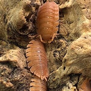 Bugzy Bugs Porcellio Orange Scabers Live Isopods Roly Polys Cleanup Crew for Terrarium Reptile Food 12 Count