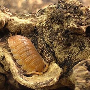 Bugzy Bugs Porcellio Orange Scabers Live Isopods Roly Polys Cleanup Crew for Terrarium Reptile Food 12 Count