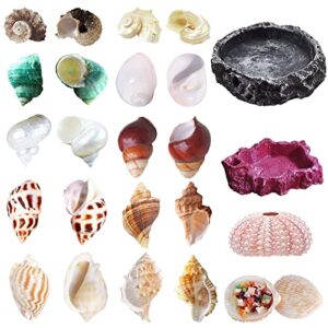 13 pack hermit crab shells with 2 pack food water bowl growth turbo seashell supplies accessory