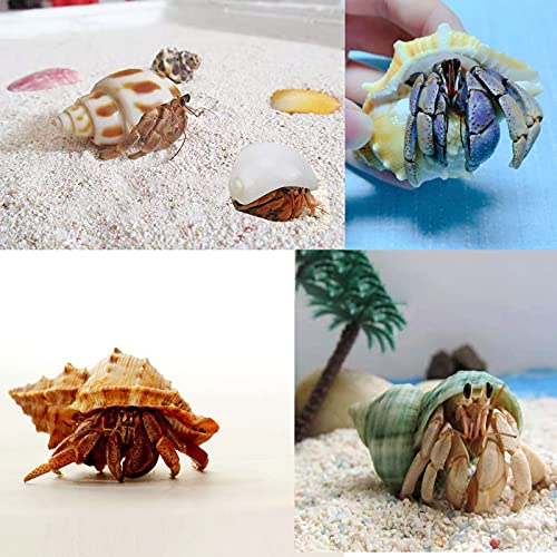 13 Pack Hermit Crab Shells with 2 Pack Food Water Bowl Growth Turbo Seashell Supplies Accessory