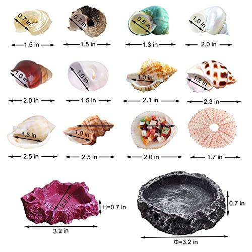 13 Pack Hermit Crab Shells with 2 Pack Food Water Bowl Growth Turbo Seashell Supplies Accessory