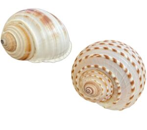 palisade pets hermit crab shells large assorted sizes - medium and large hermit crab shells - natural shells for hermit crab habitat or décor - quality hermit crab supplies (xl (2 pack))