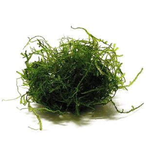 java moss taxiphyllum barbieri portion