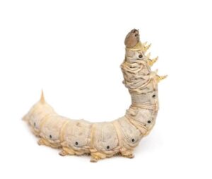 live silkworms cupped (silkworms & chow) 50+ count
