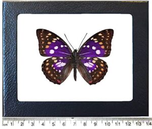 bicbugs sasakia charonda black purple white butterfly china framed