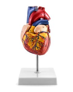 qwork human heart model, anatomically accurate numbered 2-part life size heart medical model with 34 anatomical structures, held together with magnets on base