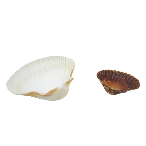 Hermit Crab Habitat Supplies Pack of Two Seashell Food and Water Bowls, Reptile DIY Terrarium Kit Necessities, 3.75 and 2.25 Inches