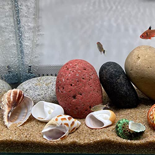 kathson 2 Pcs Natural Coconut Shells Hut, 8 Pcs Hermit Crab Shells Coconut Hide Reptile Hideout Assorted Turbo Growth Shells  for Fish Tank Decoration Reptile Habitat (10Pcs)