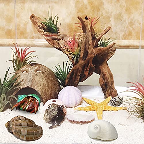 kathson 2 Pcs Natural Coconut Shells Hut, 8 Pcs Hermit Crab Shells Coconut Hide Reptile Hideout Assorted Turbo Growth Shells  for Fish Tank Decoration Reptile Habitat (10Pcs)