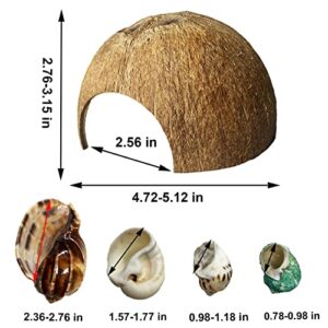 kathson 2 Pcs Natural Coconut Shells Hut, 8 Pcs Hermit Crab Shells Coconut Hide Reptile Hideout Assorted Turbo Growth Shells  for Fish Tank Decoration Reptile Habitat (10Pcs)