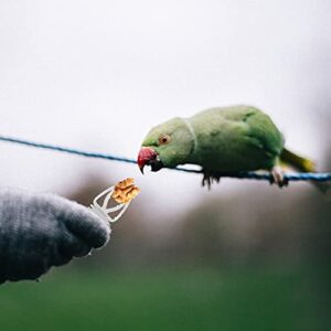 POPETPOP Birds Fruit Vegetable Holder 10pcs Basics Cuttlebone Treat Holder Bird Food Holder Small Animal Fruit Vegetable Holder Food Feed Treating Tool White Pet Bird Feeding Tool