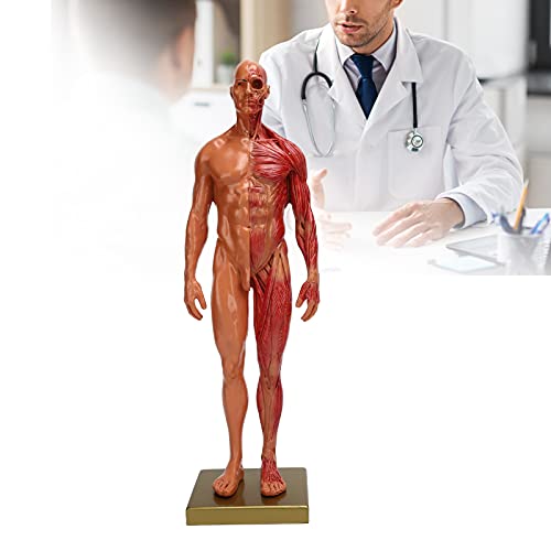 YUYTE Miniature Muscular System Model, 11.8 ” Human Muscles Anatomy Model Displaying Anatomical Model, Resin, Show Surface Muscles and Body Structure, Fitness Enthusiast