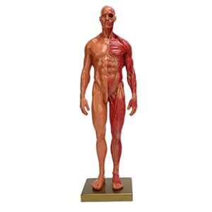 YUYTE Miniature Muscular System Model, 11.8 ” Human Muscles Anatomy Model Displaying Anatomical Model, Resin, Show Surface Muscles and Body Structure, Fitness Enthusiast