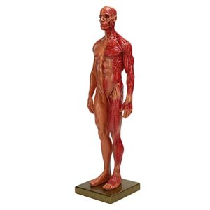 YUYTE Miniature Muscular System Model, 11.8 ” Human Muscles Anatomy Model Displaying Anatomical Model, Resin, Show Surface Muscles and Body Structure, Fitness Enthusiast