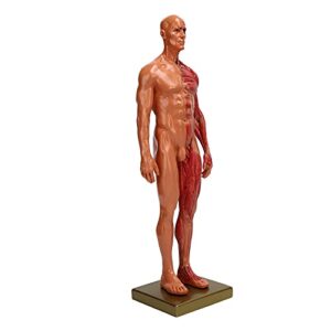 YUYTE Miniature Muscular System Model, 11.8 ” Human Muscles Anatomy Model Displaying Anatomical Model, Resin, Show Surface Muscles and Body Structure, Fitness Enthusiast