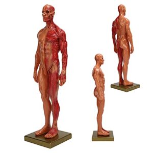 YUYTE Miniature Muscular System Model, 11.8 ” Human Muscles Anatomy Model Displaying Anatomical Model, Resin, Show Surface Muscles and Body Structure, Fitness Enthusiast