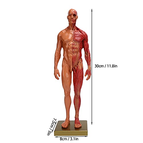 YUYTE Miniature Muscular System Model, 11.8 ” Human Muscles Anatomy Model Displaying Anatomical Model, Resin, Show Surface Muscles and Body Structure, Fitness Enthusiast