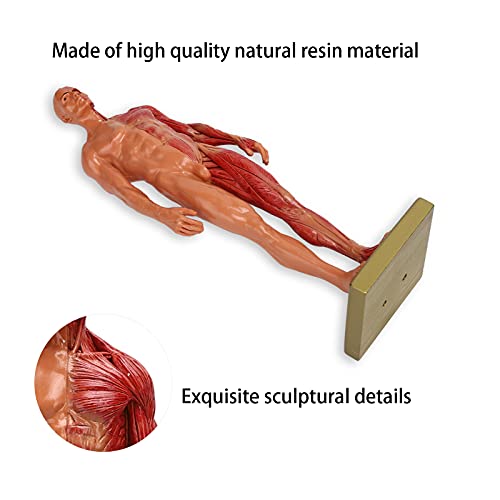 YUYTE Miniature Muscular System Model, 11.8 ” Human Muscles Anatomy Model Displaying Anatomical Model, Resin, Show Surface Muscles and Body Structure, Fitness Enthusiast