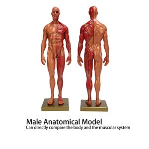 YUYTE Miniature Muscular System Model, 11.8 ” Human Muscles Anatomy Model Displaying Anatomical Model, Resin, Show Surface Muscles and Body Structure, Fitness Enthusiast