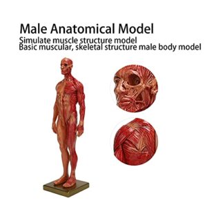 YUYTE Miniature Muscular System Model, 11.8 ” Human Muscles Anatomy Model Displaying Anatomical Model, Resin, Show Surface Muscles and Body Structure, Fitness Enthusiast