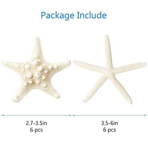 gopiter 12 PCS Starfish | 2.5-6 Inch Starfish Decor | Natural Bulk Starfish Shells Perfect for Crafts Making Beach Theme Party Wedding Decoration, Home Wall Decor, Christmas Ornaments, Fish Tank